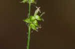 Reflexed sedge